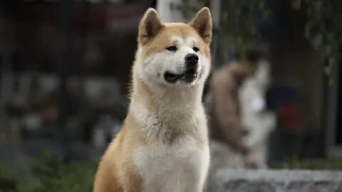 Тебя много ждал