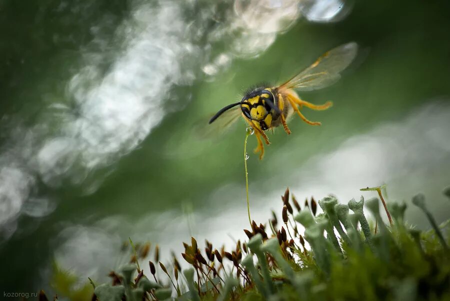 Ловит летающих насекомых. Летающие насекомые. Полет насекомых. Пчела в полете. Оса макро.