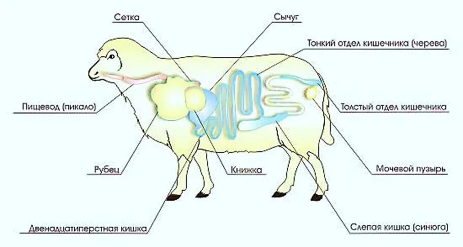 Схему пищеварительного аппарата овец. Строение ЖКТ овцы. Строение пищеварительной системы овец. Анатомия пищеварительной системы коз. Желудок ягнят