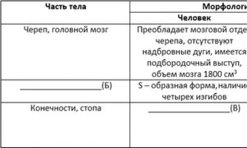 Таблица человек и человекообразные обезьяны. Морфологические признаки человека и обезьян. Сравнение черепа человека и человекообразной обезьяны таблица. Морфологические признаки человека и человекообразных обезьян. Морфологические отличия человека и человекообразной.