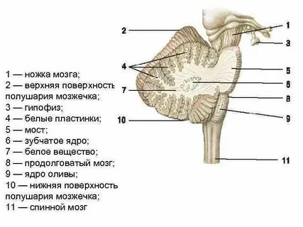 Нижняя мозжечковая ножка