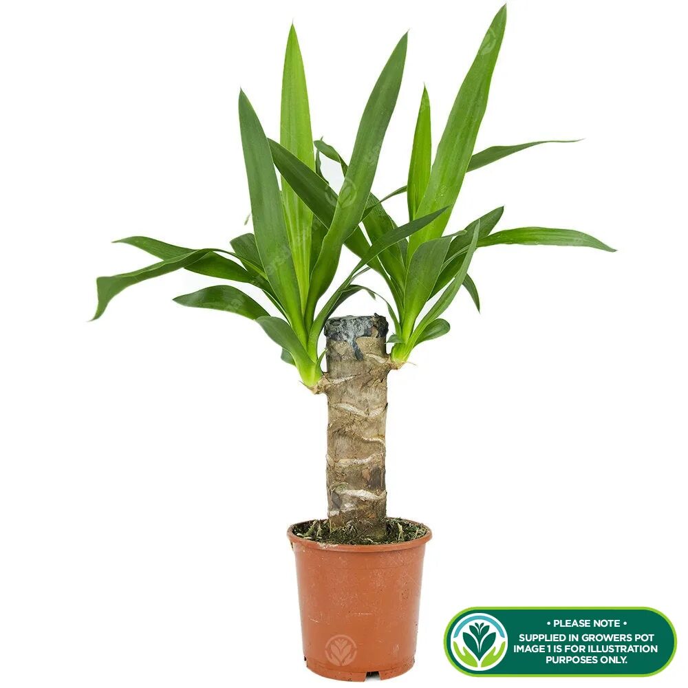 Юкка какую землю. Yucca elephantipes. драцена или юкка. юкка элефантипес. юкка плант.