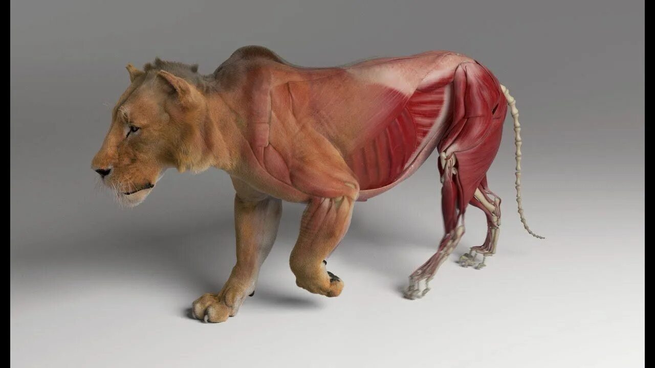 Создание реалистичных людей и животных. Ziva dynamics. 3d создание персонажа животного.