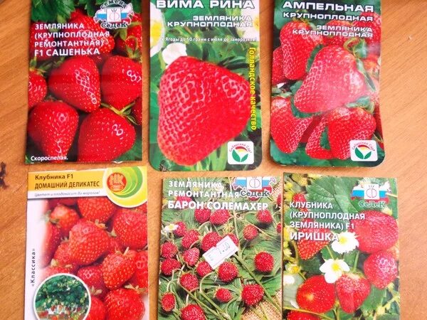 Сорта семян клубники. Сорта семян клубники. Сорта семян клубники. Земляника ремонтантная крупноплодная подвесная. Земляника ремонтантная безусая александрия.