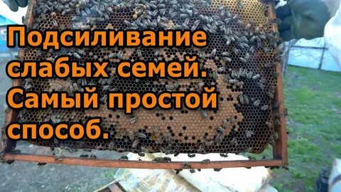 Слабые пчела