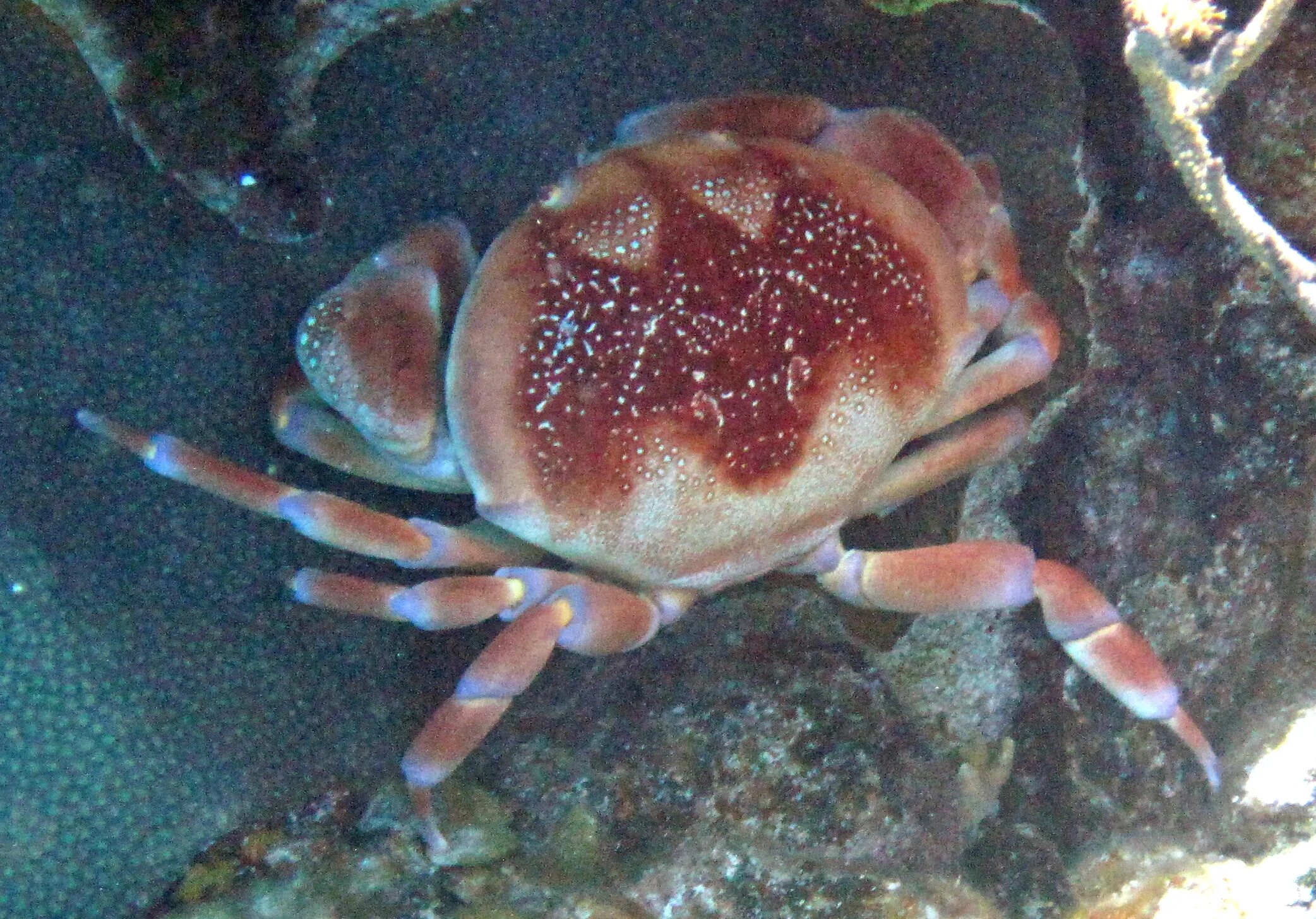 Старый краб. Carpilius corallinus. Коралловый краб. Пожилой краб.