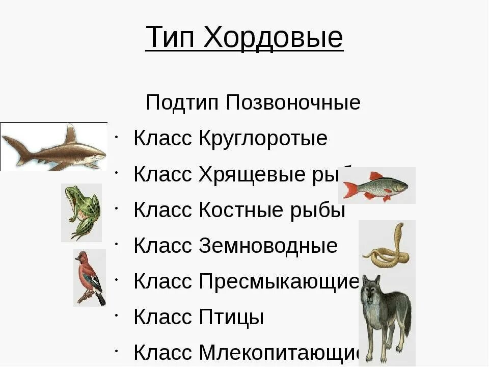 Каких животных относят к рыбам. Три группы хордовых животных. классы черепных хордовых. тип позвоночные классы. тип хордовые позвоночные животные.