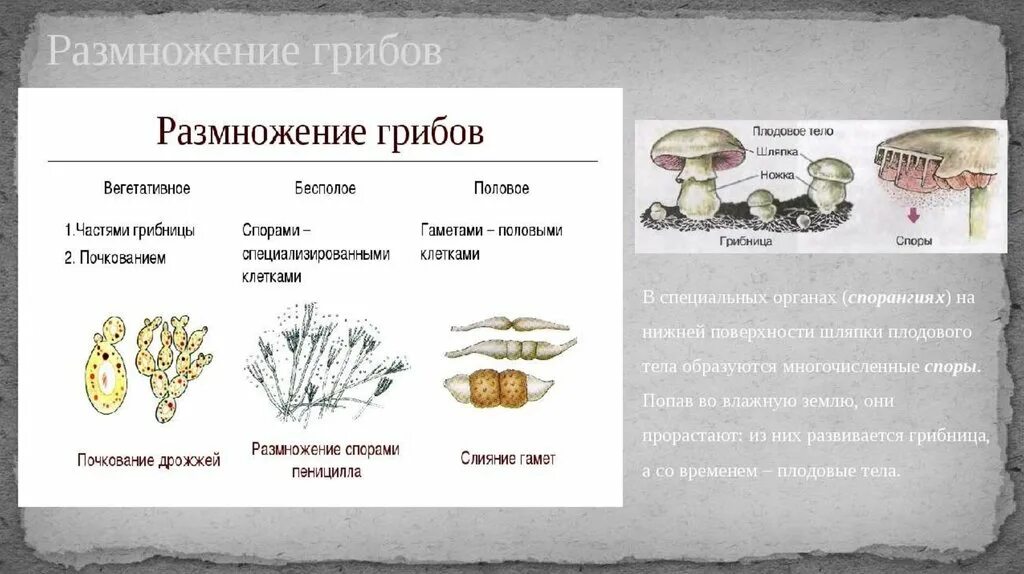 Половая система грибов. Размножение грибов. Вегетативное размножение грибов. Бесполое размножение грибов. Вегетативные споры грибов