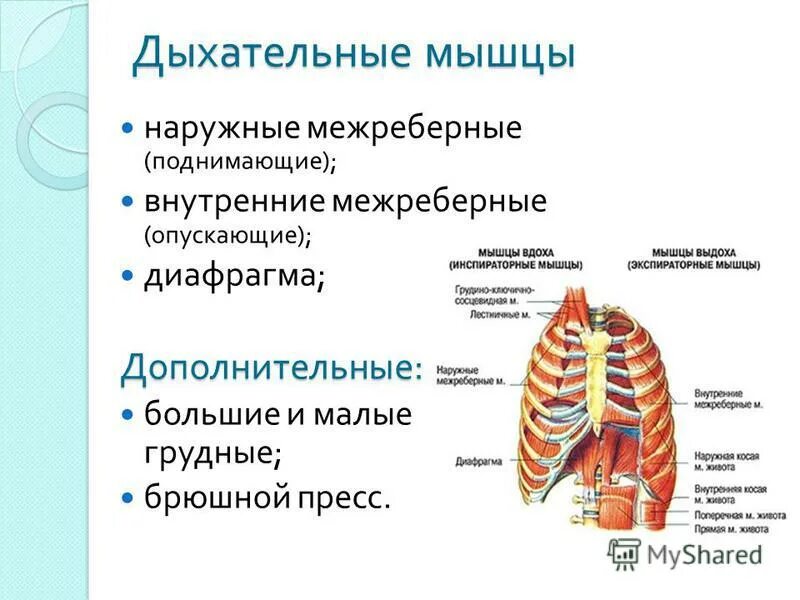 Роль грудной клетки в процессе дыхания