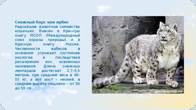 Занесен ли барс в красную книгу. Снежный барс внесен в красную книгу россии. семейство кошачьих из красной книги. кошки занесенные в красную книгу россии.