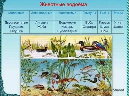 Одноклеточные животные пресных водоемов
