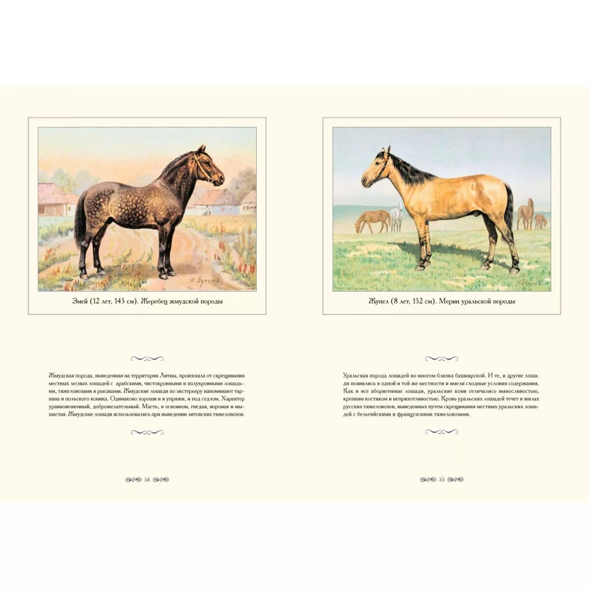 Альбом породы лошадей. Местные породы лошадей в открытках. Буклет породы лошадей. Подарочный альбом о лошадях.