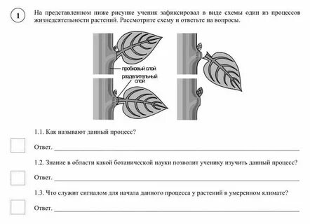 Процессы в листьях впр 6 класс биология