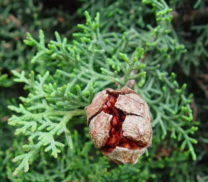 Семена кипариса. Кипарис вечнозеленый шишки. Семена кипариса. Кипарисовик лавсона семена. Cupressus sempervirens шишка.