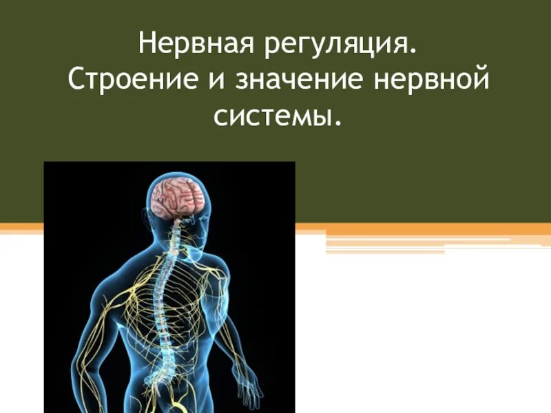Какова роль нервной системы. Нервная система человека. Нервная система биология. Нервная система человека анатомия. Строение нервной системы человека.