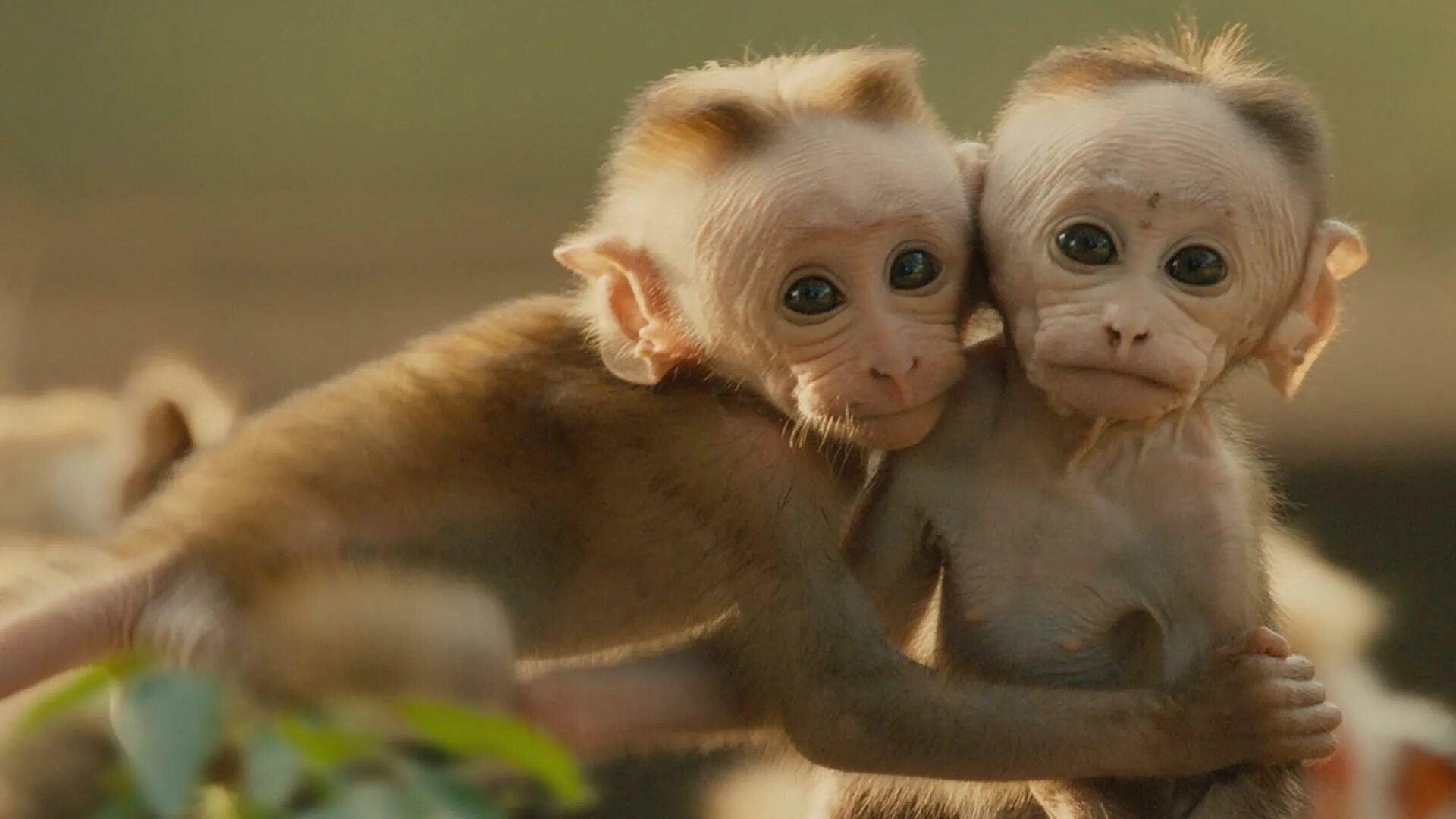 Monkey vs monkey