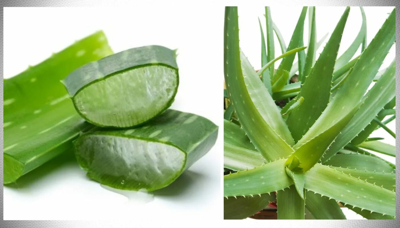 Aloe vera купить