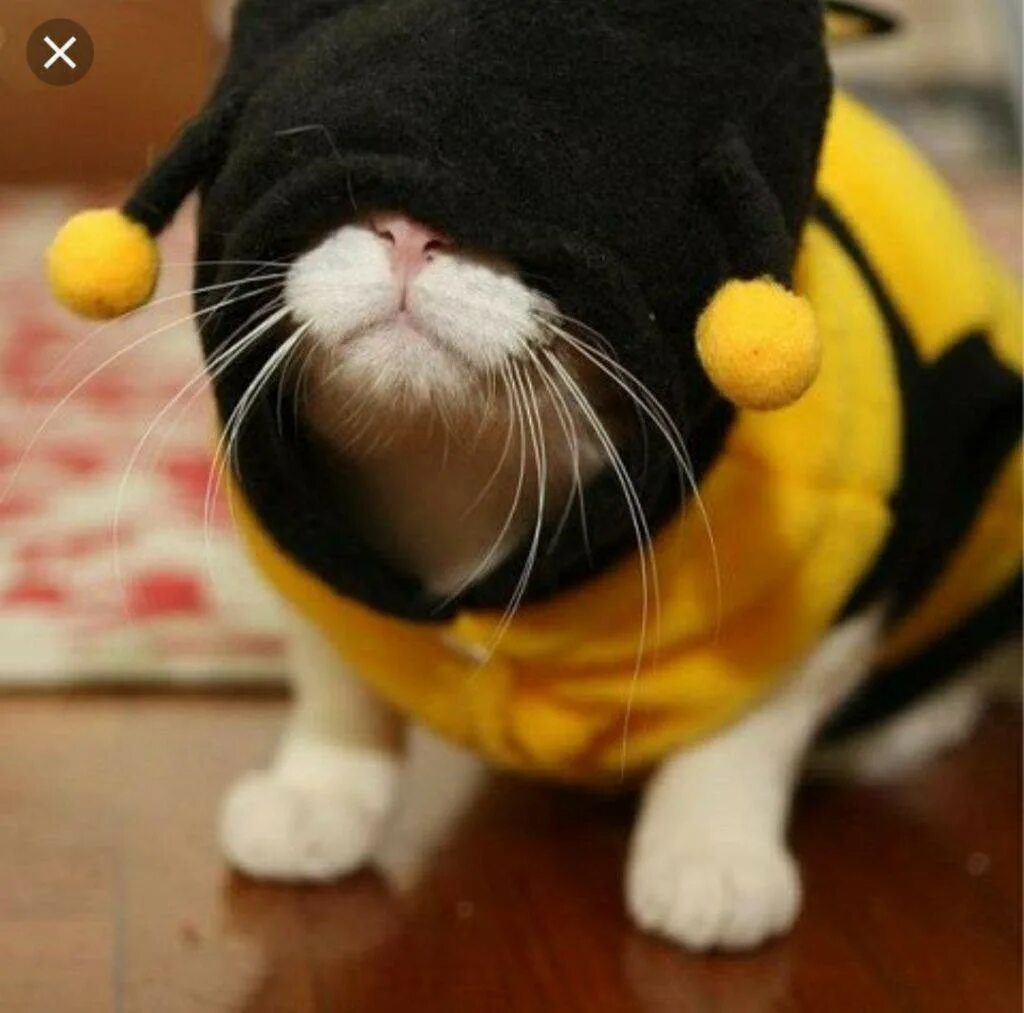 Одуванчики и животные. Котенок пчелка. Костюм кошки. Кот пчела. Котенок в костюме пчелы.