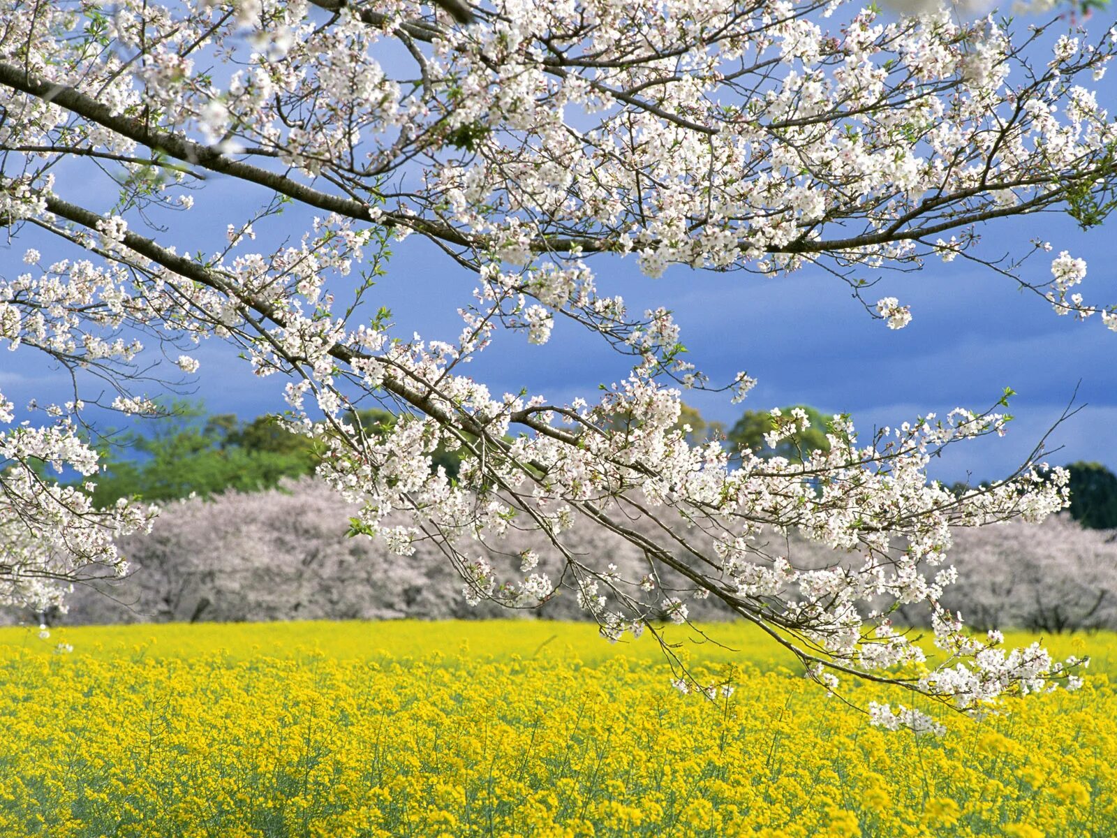 По результатам весеннего. Наблюдение за птицами весной. Рассказ о птицах весной. Горно алтайск цветение маральника. Маральник горный алтай рододендрон.