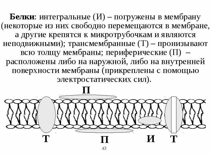 Какие функции выполняют белки мембран. Интегральные и полуинтегральные белки мембраны. Интегральные белки мембраны функции. Мембрана клетки Интегральные белки. Периферические мембранные белки функции.