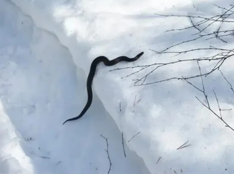 Змеи зимой. Змеи зимуют. Змеи на снегу. Змея в снегу.