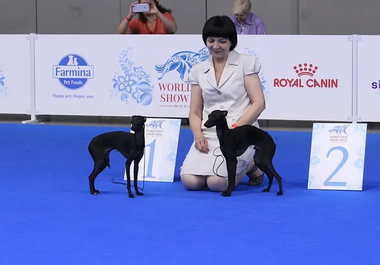 Бордер терьер питомник. Bob bos. Jeremy louis модель слив. Jeremy louis модель слив. Jeremy louis.