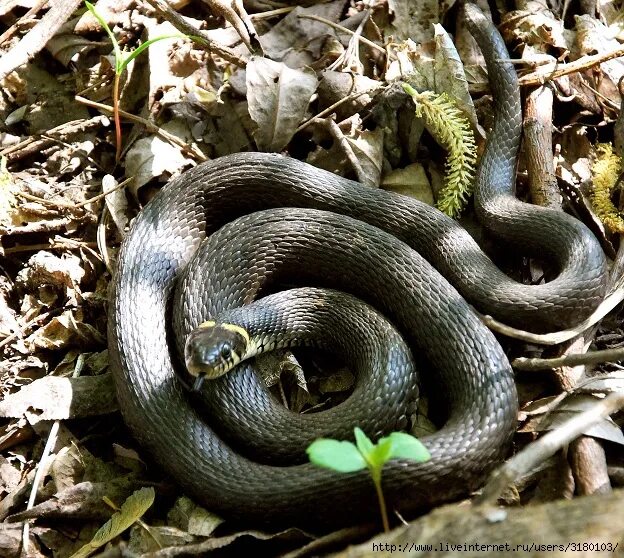 буква о в виде змейки. эскизы татуировок змеи. змея 2 буквы. змея буквой s. змея логотип.