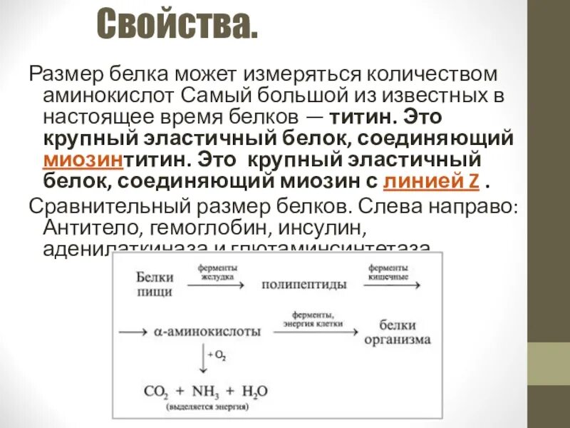 Время белкового. Размеры белков. Белки титин количество аминокислот. Размеры белков в НМ. Линейный размер белков.