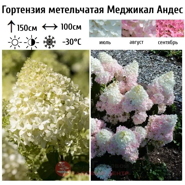 Гортензия метельчатая Magical Candle BR 4-6 веток1 шт.- 380Куст компактный,высот