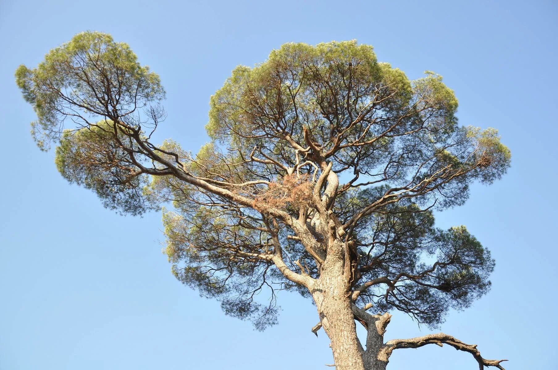 Пиния это. Пиния (Pinus pinea). Средиземноморская сосна Пиния. Сосна итальянская Пиния. Сосна итальянская Pinus pinea.