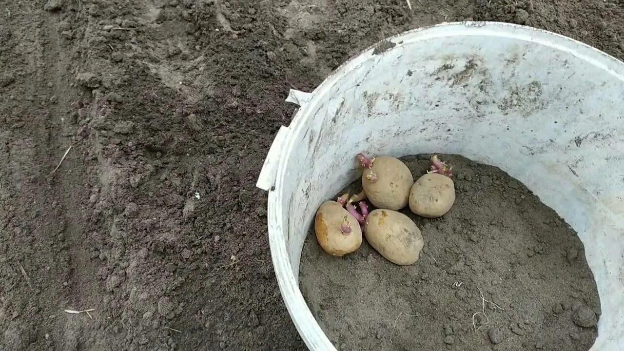 Посадка картофеля в гребни. Посадка картофеля без лопаты. Посадка картошки в гребни. Посадка картошки под лопату.