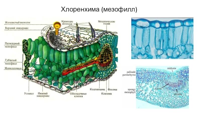 Функции губчатой ткани