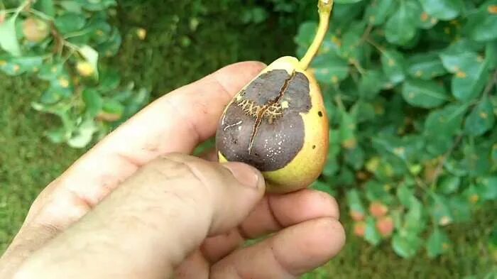 Груша сыпется. Груша. Груша упади. Груша нури дерево. Груша деканка дю комис.