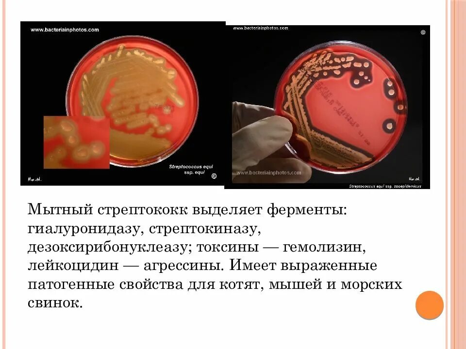 Стрептококк мытный это. Агрессины микробиология это. streptococcus equi мытный стрептококк. мытный стрептококк лошадей.