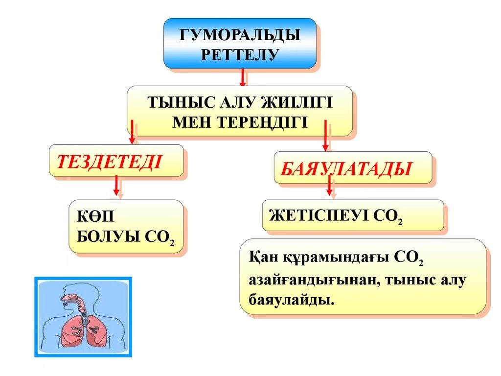 Нейрогуморальды реттелуі. Нейро гуморалды реттелу. Жүйкелік реттелу гуморальды реттелу. Нейрогуморальды реттелу презентация.