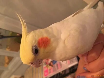 У кореллы выпадают перья