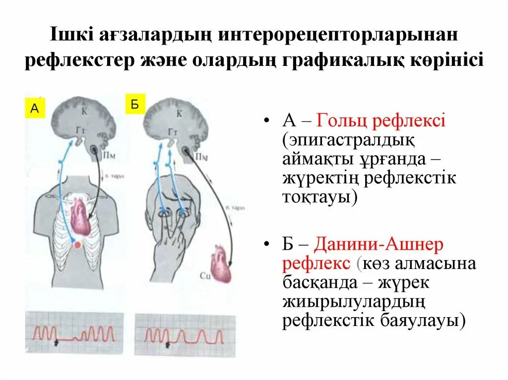 Шартты рефлекс. Рефлекс Данини Ашнера. Рефлекс Данини Ашнера физиология. Рефлекторный путь рефлекса Данини-Ашнера. Рефлекс Данини Ашнера рефлекторная дуга.