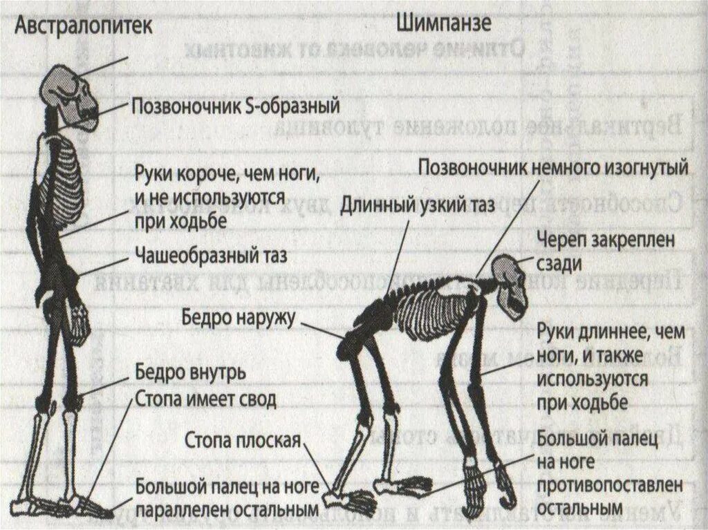 Сравнение скелета человека и обезьяны. Скелет шимпанзе и человека сравнение. Строение скелета шимпанзе. Скелет австралопитека и шимпанзе. Шимпанзе передняя конечность