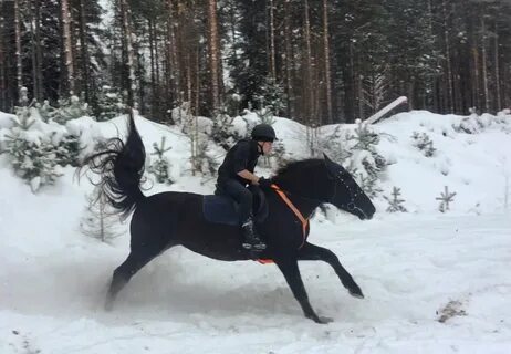 Коня понесло