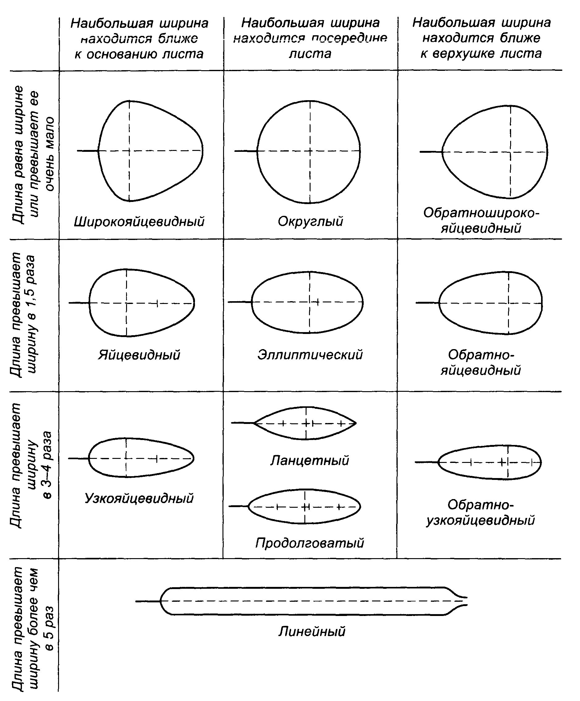 Заполните схему форма государства. Определите форму по схеме. Политические режимы и формы правления и устройства государства. Край листовой пластинки таблица. Определите форму по схеме.