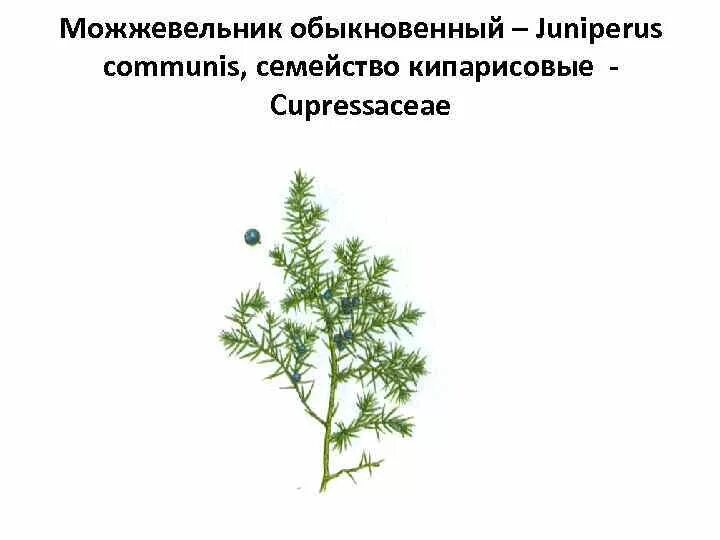 Можжевельник размножается спорами. Можжевельник обыкновенный красная книга. можжевельник (juniperus) семейство кипарисовые (cupressaceae). строение стебля можжевельника обыкновенного. формула можжевельника обыкновенного.