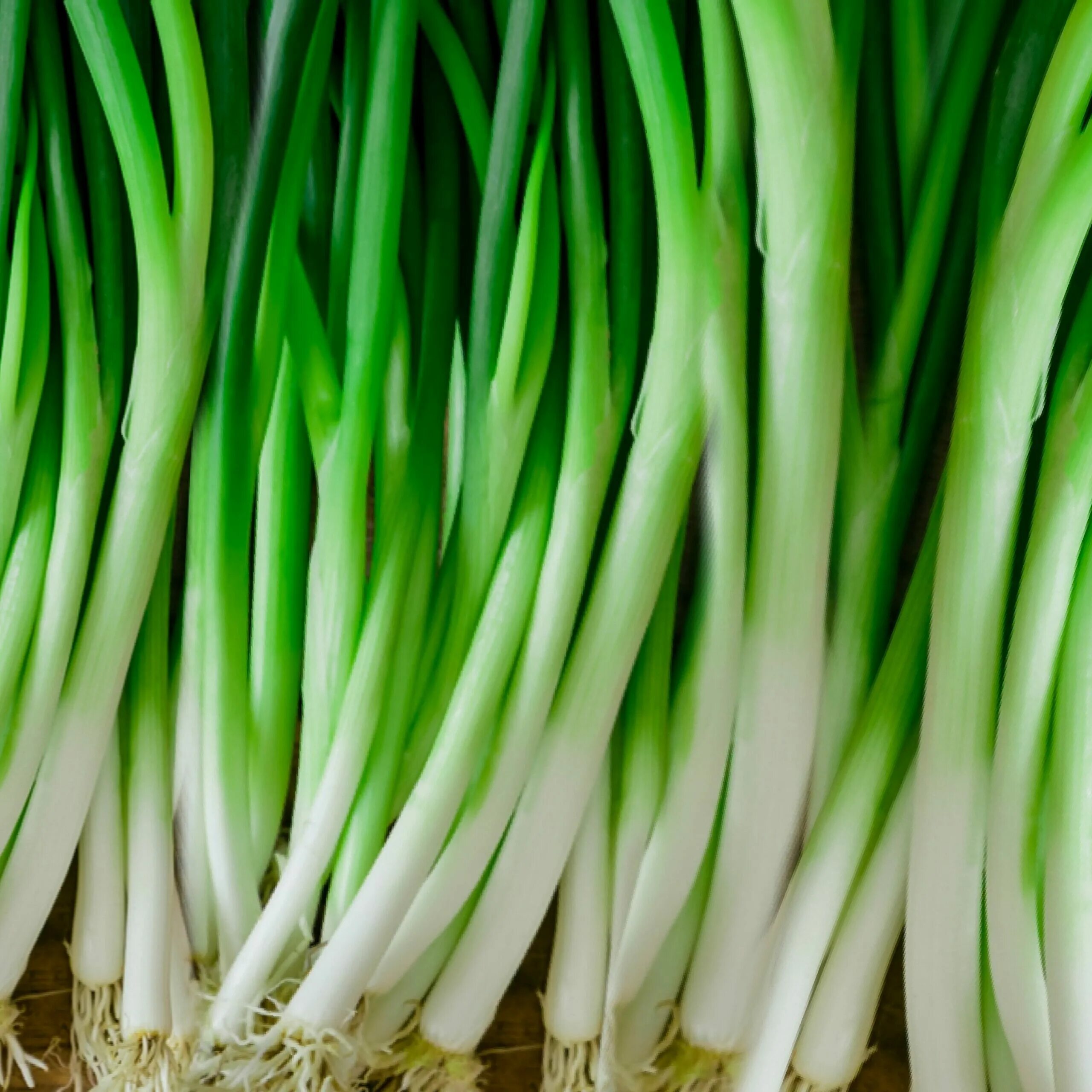 Scallion