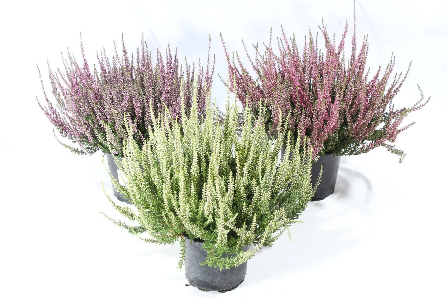 Calluna vulgaris 'zeta' heather - plants4home. Calluna vulgaris rosita. Вереск обыкновенный энджи. Вереск герлз. Каллуна гарден.