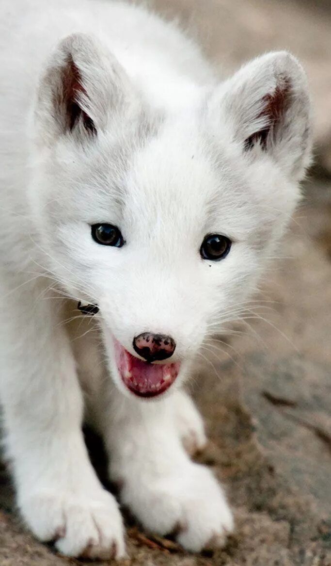 Alaska. Fox cub, Fox, Arctic fox