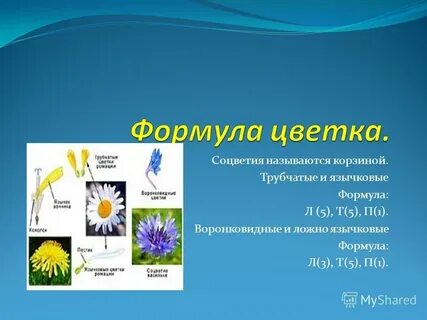 Название соцветие формула