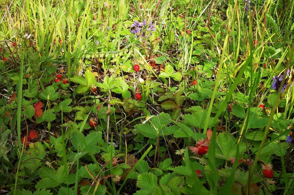 земляника лесная полянка. земляничные поляны песня. земляничные поляны песня. земляника лесная полянка. земляника дикая лесная.