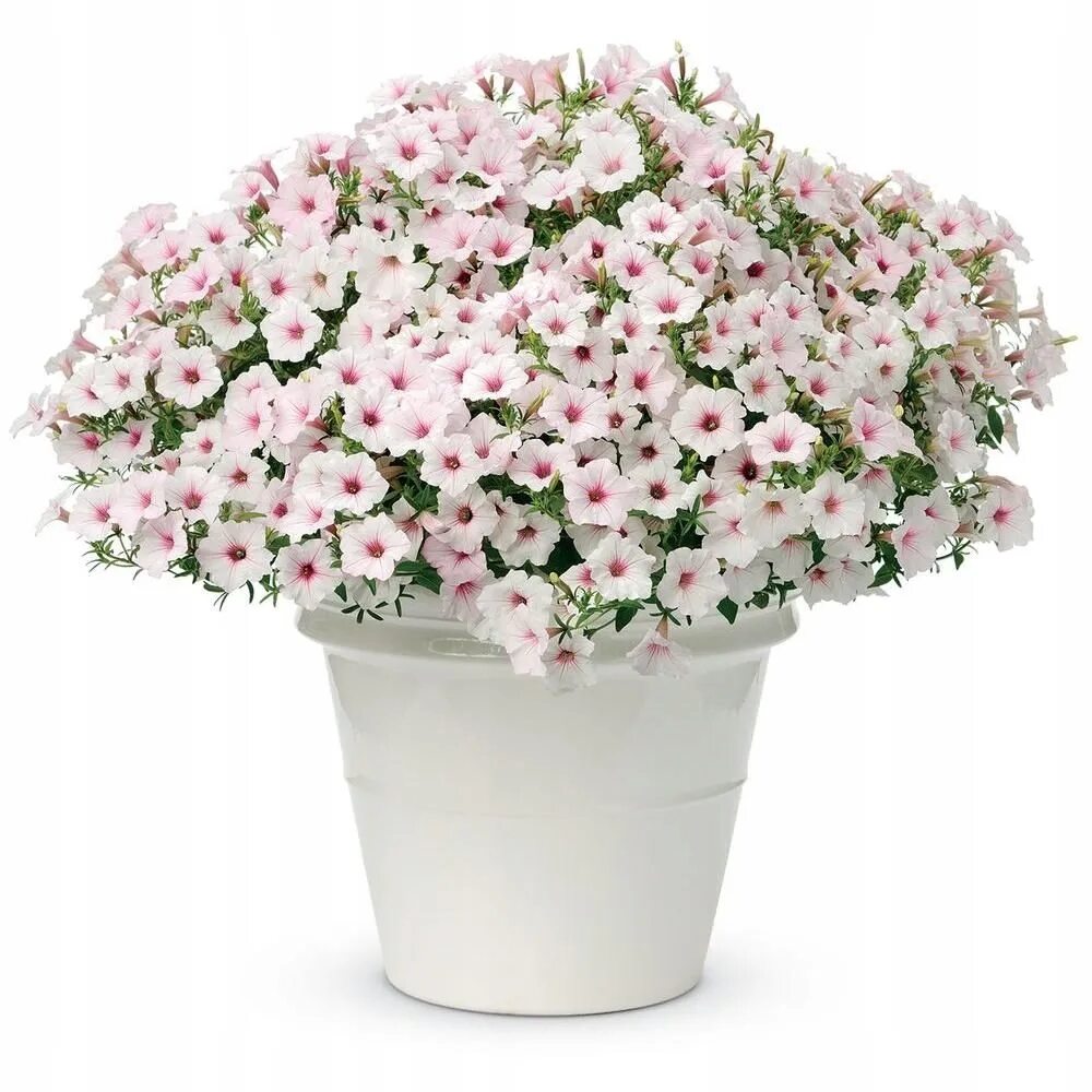 Петуния вегетативная Vista Silverberry