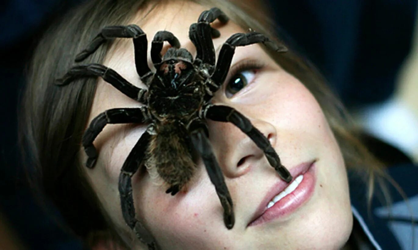 Канчану каеткау. Паутина тарантула. Паук шоу маска 1 выпуск. Гигантский паук тарантул. Кто скрывается под маской тарантула.