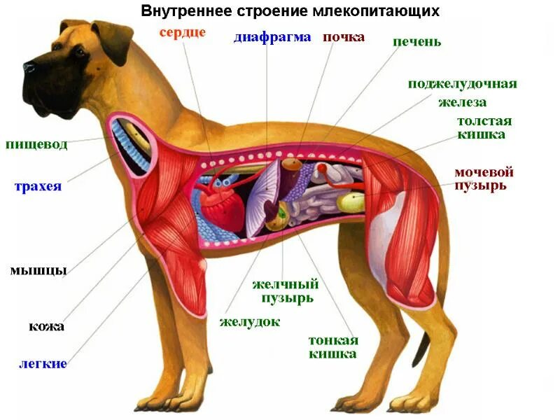 Внутреннее строение млекопитающих по системам органов. Внутреннее строение собаки скелет. Внутренне строение органов собаки. Внутреннее строение млекопитающих схема.