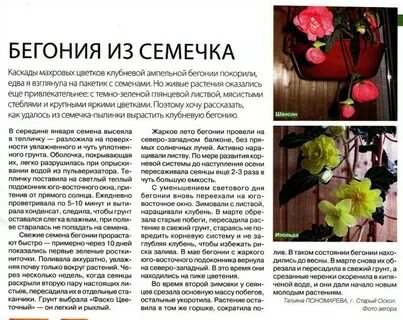 Бегония срок